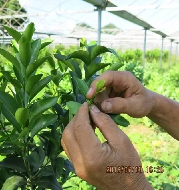 砂糖橘幼树修剪实用技术