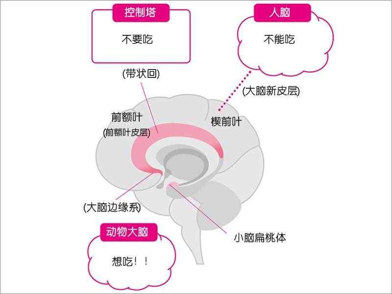 用mri图像研究能"察觉到"自己呼吸的冥想的大脑,发现这部分血液循环