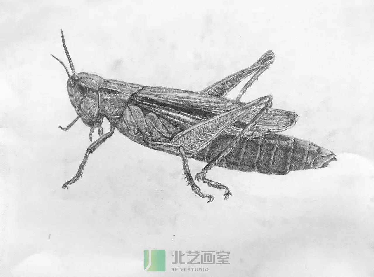 北艺汉口校区周末班精微素描课堂作品展示 /品牌画室,成绩显著