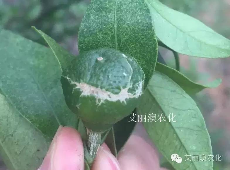 傻傻分不清楚6种花皮果白斑果区别