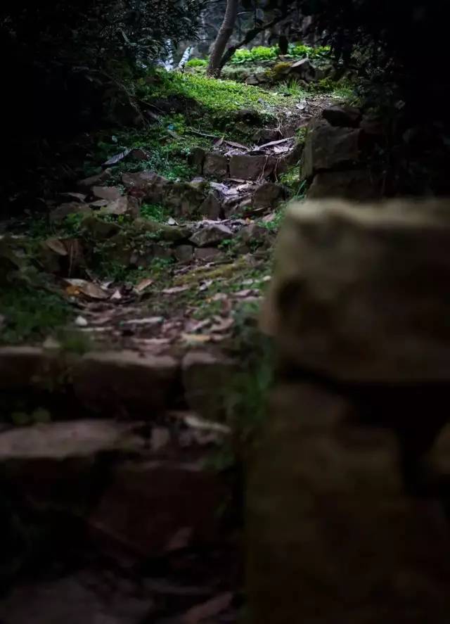 一日一语 一树琼花空有待,晓风看落满青苔