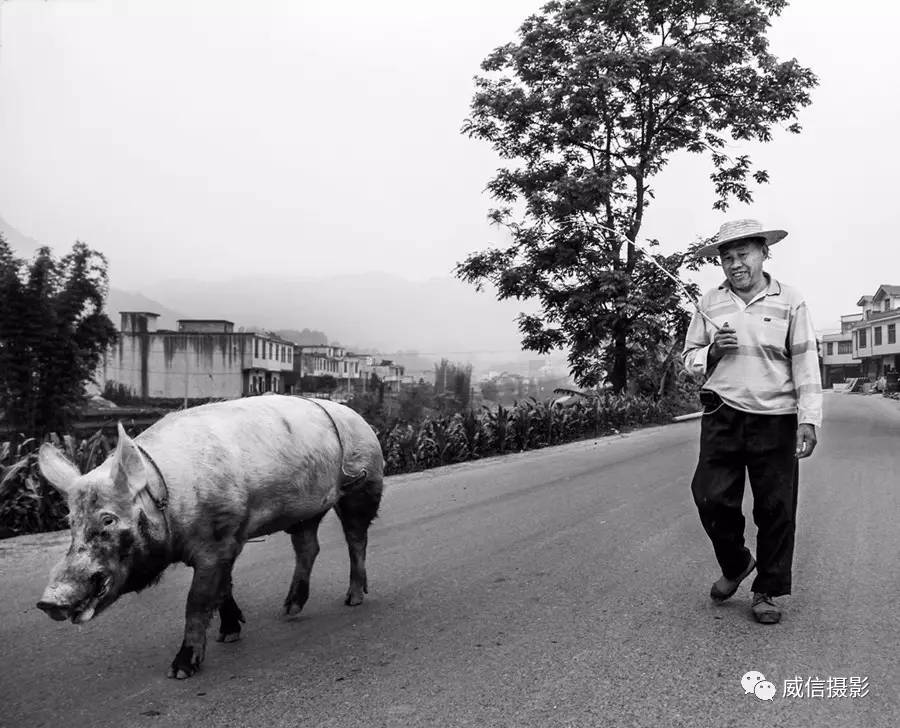 《赶猪 周道丽