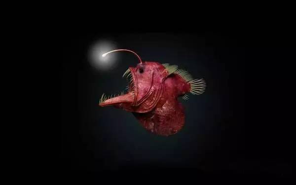 深海里爱挑"灯笼"的琵琶鱼
