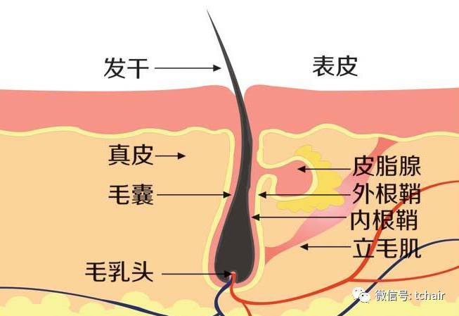 它并不是一个点,有些人看到自己掉的头发有小白点,认为是毛囊掉出来了