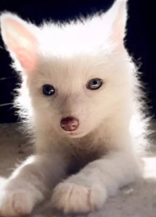 名叫rylai的纯白小狐狸,毫无死角巨萌