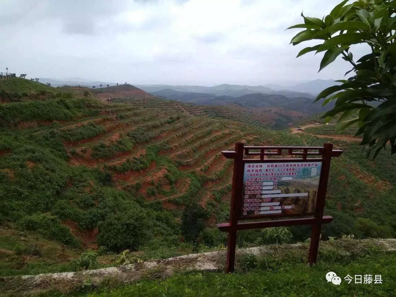 教学(图丨黄甫篆▲学员们在百色市田阳县那满镇美露村学习农事村办