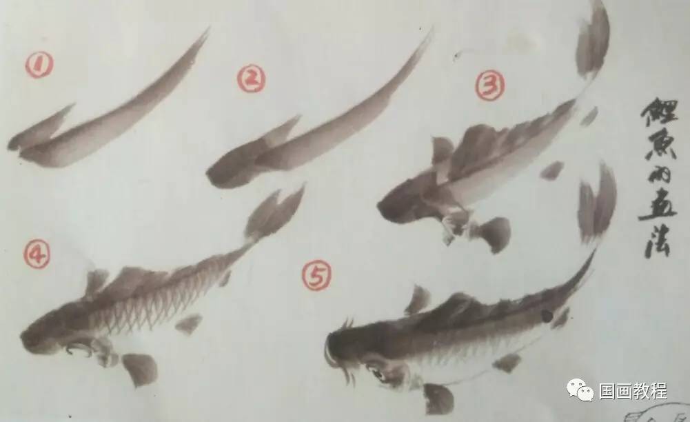 【国画教程】15集,鲤鱼的画法