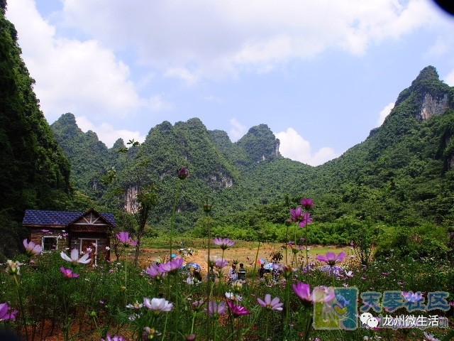 原来,龙州樱花谷在这里!