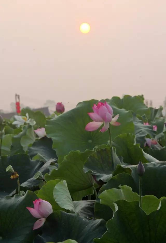 日出荷花红艳艳 那么,日落的呢