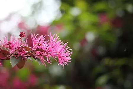 株洲市-红继木花