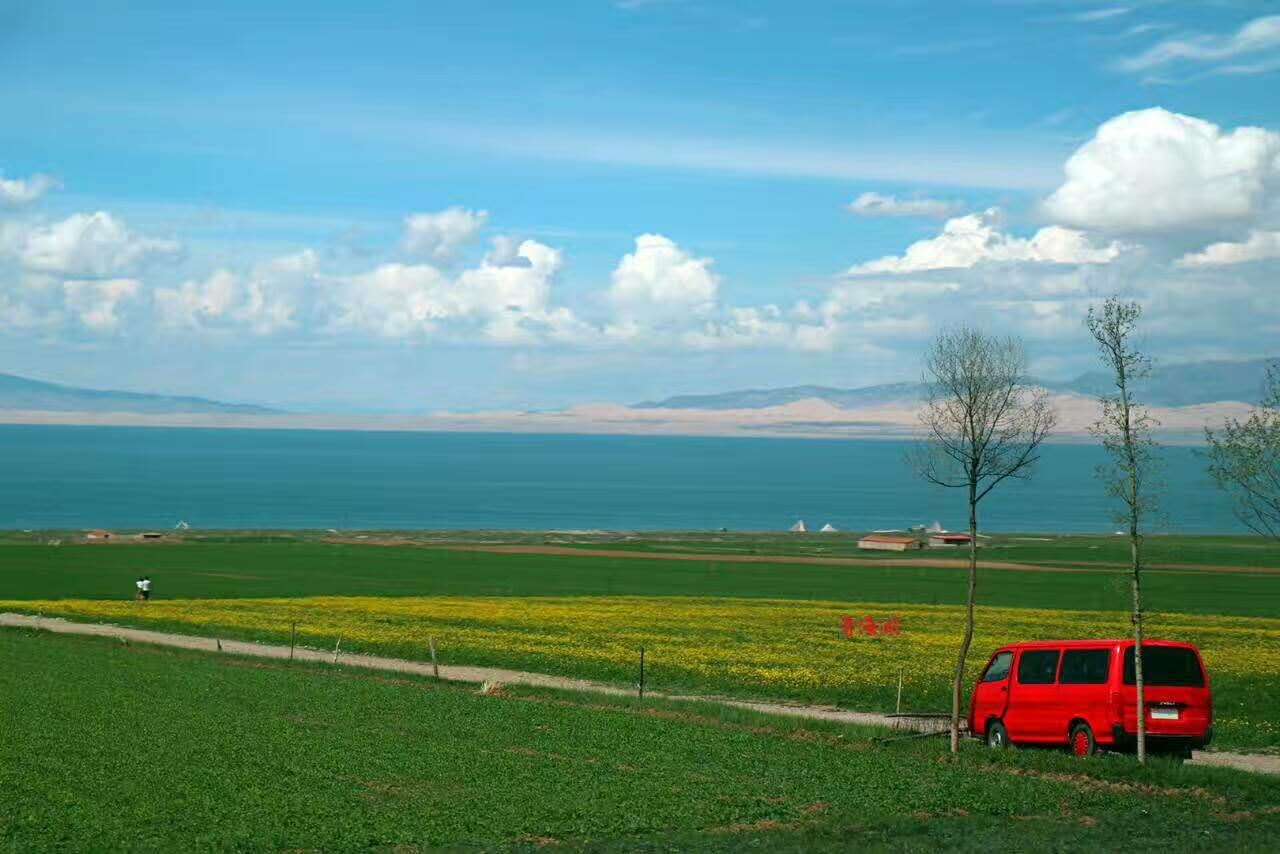 青海湖的油菜花 已微微开放 金色的花海 是青海湖最美的季节