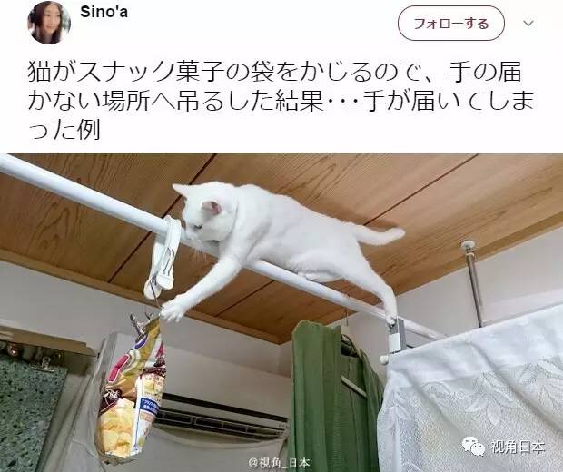 为了防止猫星人啃零食袋子,铲屎官把零食悬空吊在了杆子上,结果.