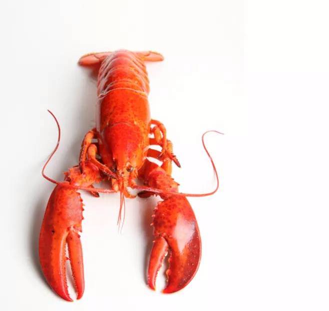 lobster 龙虾prawn对虾,说实话我也不知道和一般的虾有什么区别?