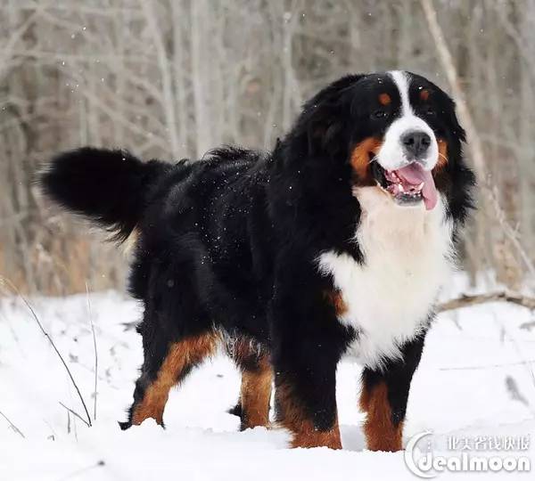 伯恩山 bernese mountain 身高:58-70cm 体重:32-54kg