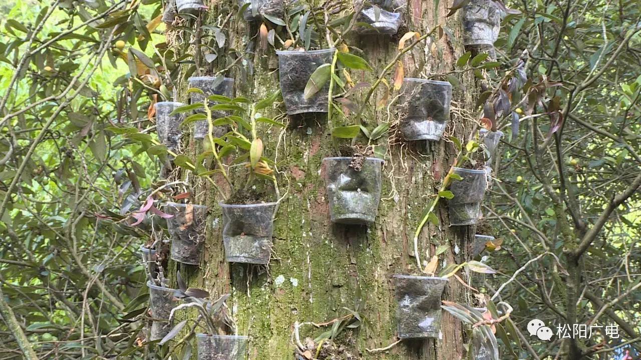 丽水这里铁皮石斛居然寄生在水杉上