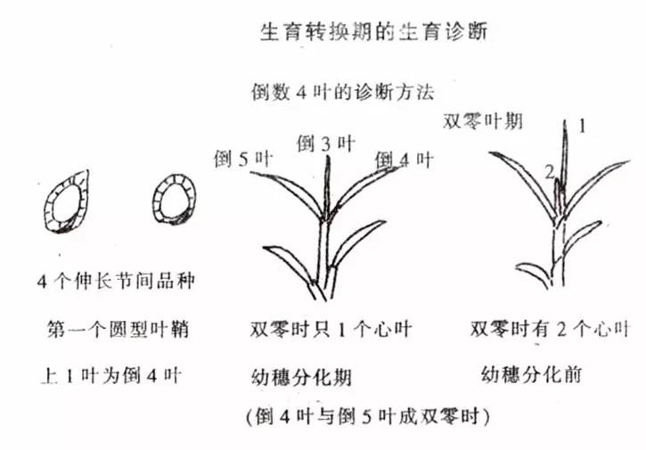 由分蘖期的叶色较深,渐次转淡,株高增长,出叶和分蘖速度均开始减慢