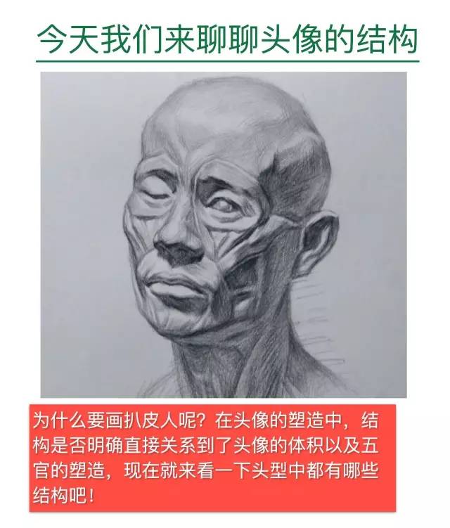 素描头像——人体肌肉解剖