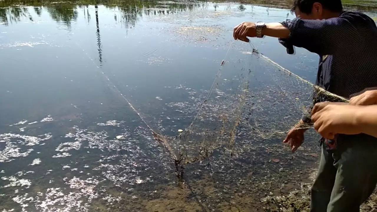 桃花雨过塘边戏,乐在风波不用仙(实拍桃林网友抛网捕鱼)