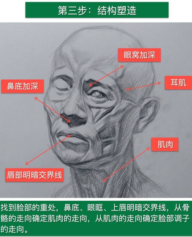 素描头像—人体肌肉解剖