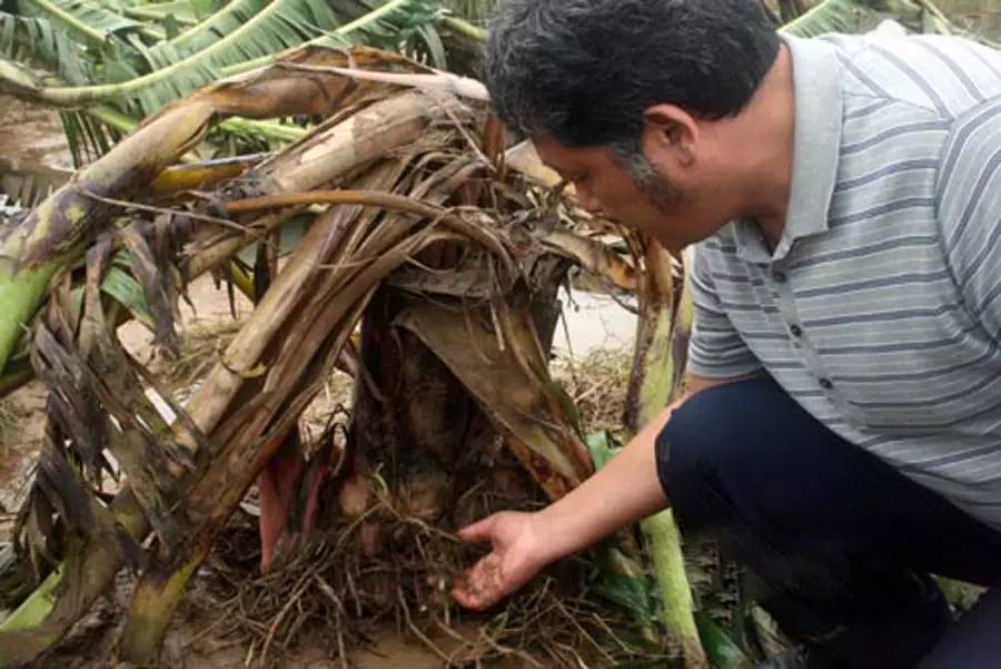 四招防治香蕉根结线虫!土壤条件好,用肥恰当