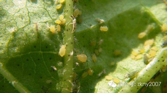 【品种栽培】棉花蚜虫的发生与防治