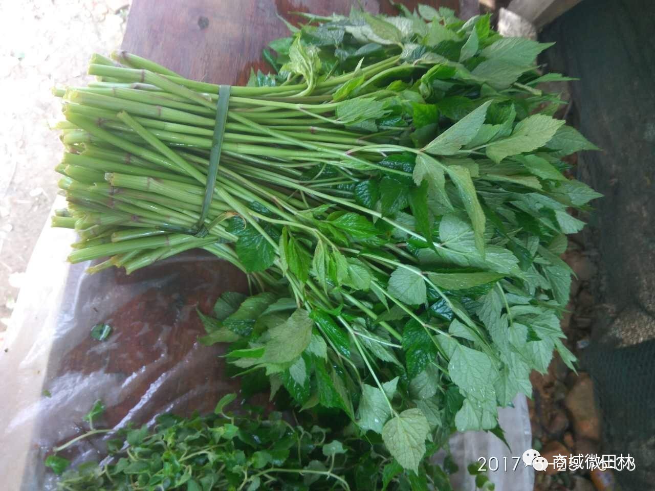 有雷公根,扣子菜,野芹菜,芭蕉心.