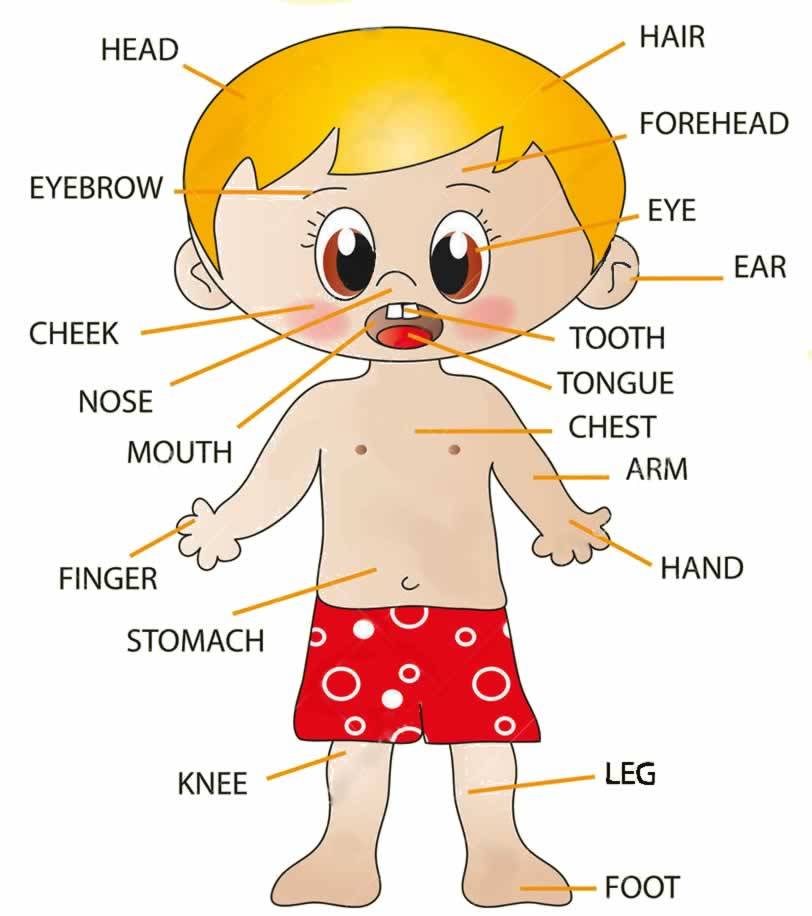 【english for kids】body parts(三)
