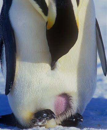为了不让企鹅蛋接触冰冷的雪面,帝企鹅爸爸只能将它放在脚背上,利用