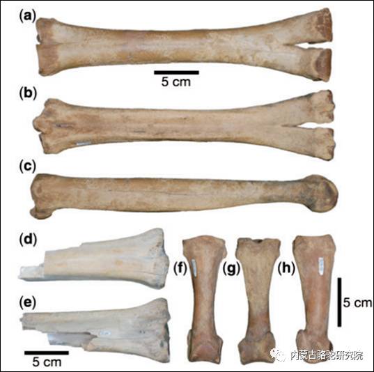 evol 基于已灭绝的北美洲camelops(似驼)物种的基因组数据揭示骆驼