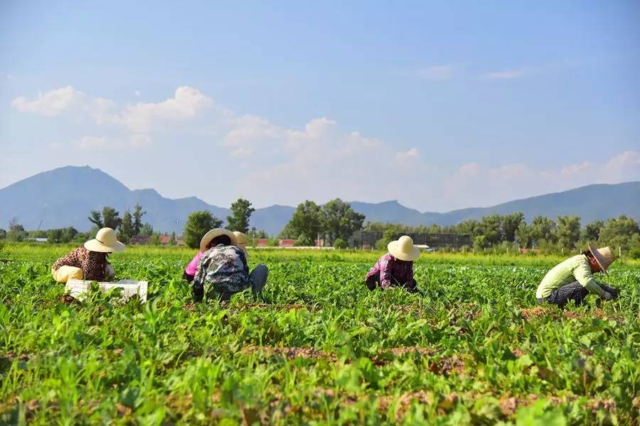 种田不用除草剂,人工除草为何要选烈日下—中国10家生态农场的第280天