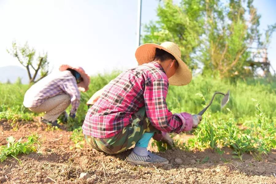 种田不用除草剂,人工除草为何要选烈日下—中国10家生态农场的第280天