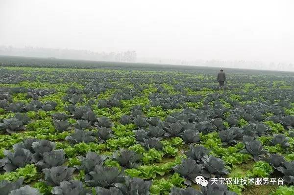 西兰花常见生理病害高清图谱