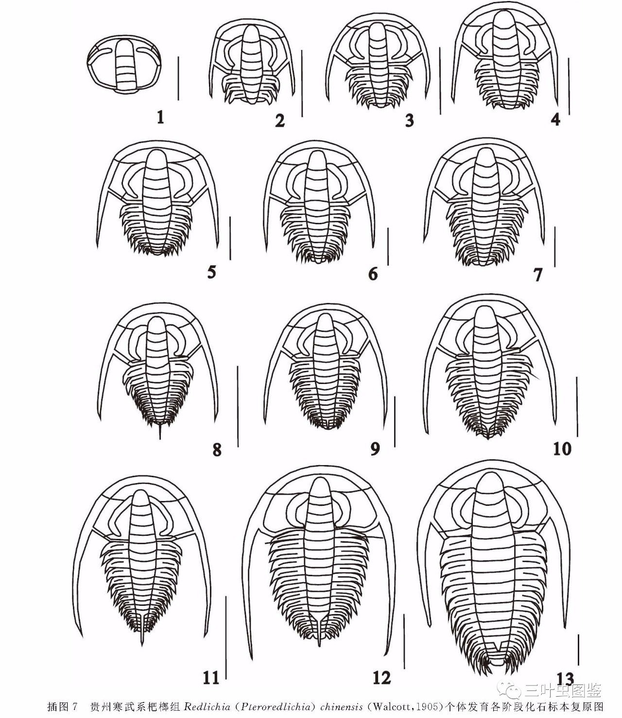 中华翼形莱得利基虫redlichiapteroredlichiachinensis