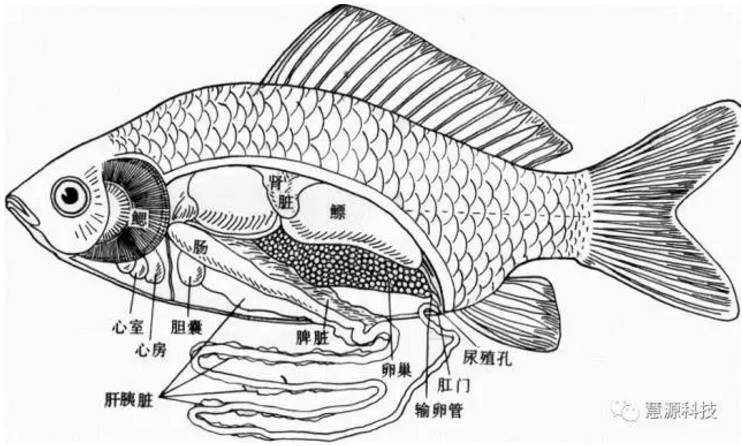 小龙虾鱼虾蟹鳖解剖图大全收藏