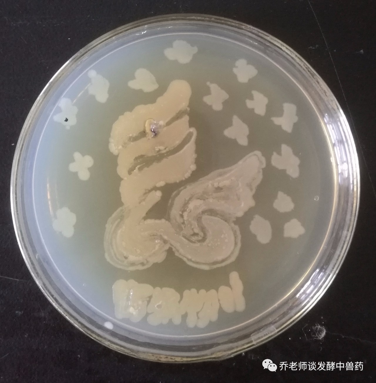 微生物平板"生物之美"涂鸦大赛,竞赛口号:"以菌为墨,平板为纸,涂鸦