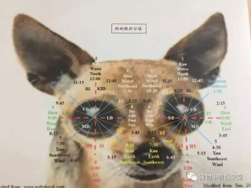 宠物中医公开课特邀台湾郑汉文老师讲宠物针灸案例