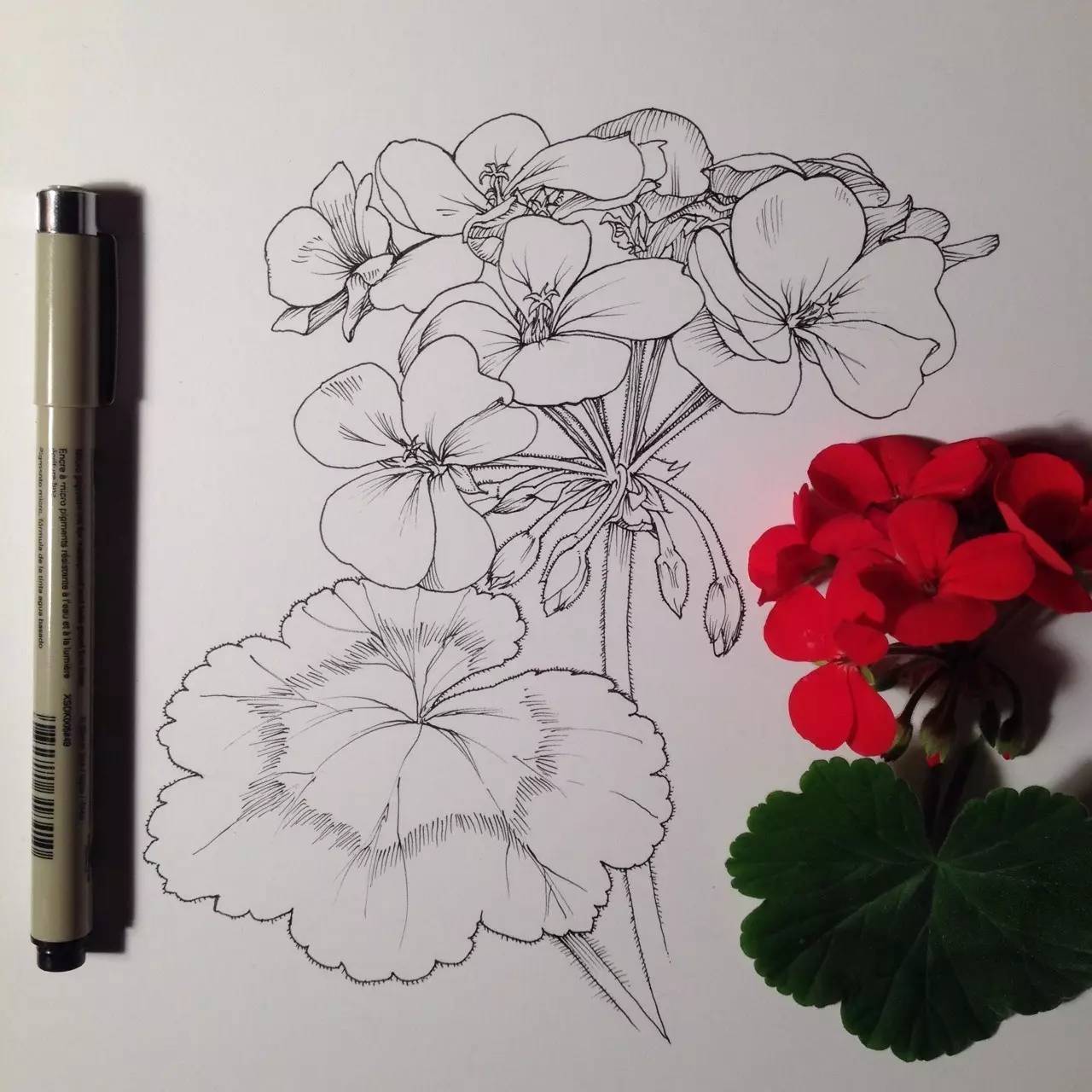 花卉有各种画法,可是要怎样才可以画得美美的?