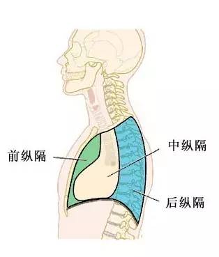 纵隔的位置是介于左右两侧胸腔之间,前方为胸骨,后方为胸椎,下为膈肌