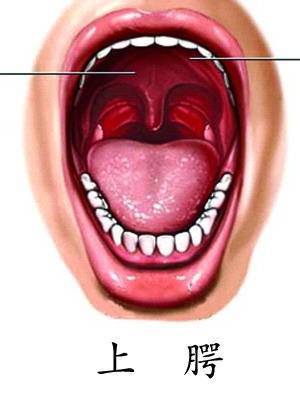 大多数鼻血出血点都位于隔膜前段,因此按压口腔上颚可迅速止血.
