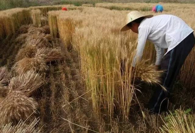 十年前,玉门农村几乎还没有收割机,我们都是这样用镰刀割麦子