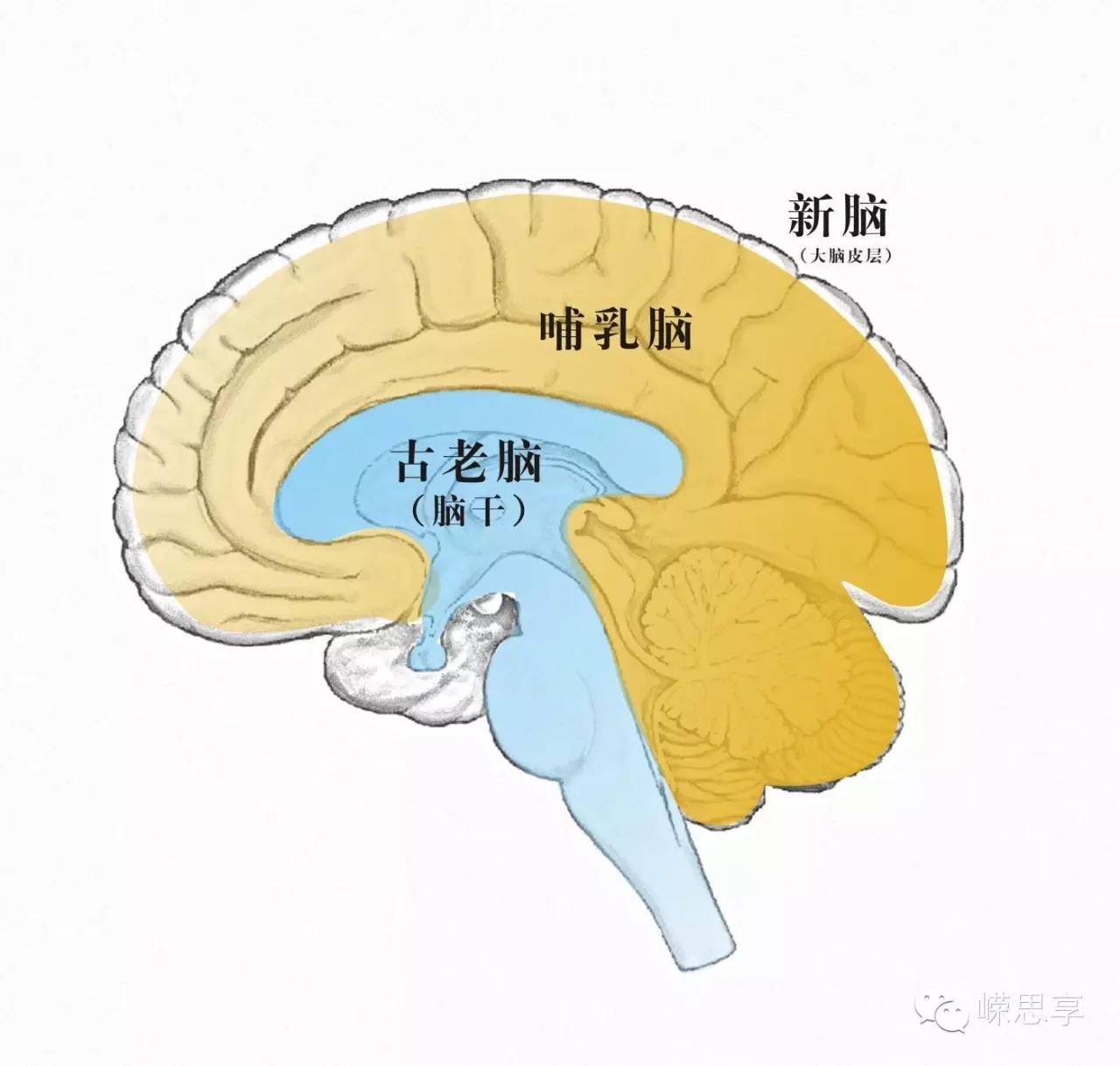 他将这三个脑分别称作新皮质或新哺乳动物脑,边缘系统或古哺乳动物脑