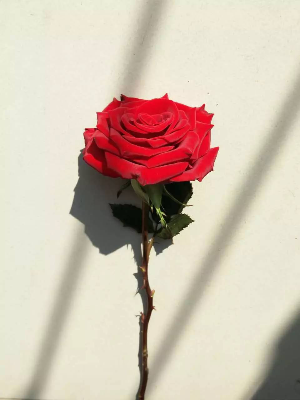 班花:红玫瑰         看到这湛蓝的天空.知道吗?我在想你.