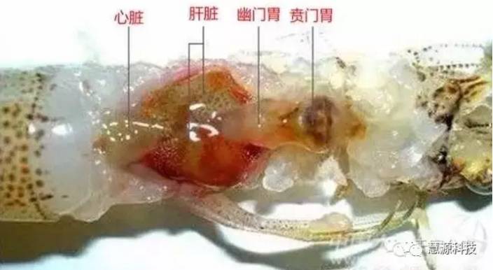 小龙虾,鱼,虾,蟹,鳖解剖图大全《收藏》