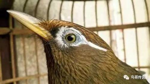 画眉鸟头型类型与对比
