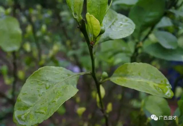 雨水季节,请提防柑橘脚腐病!