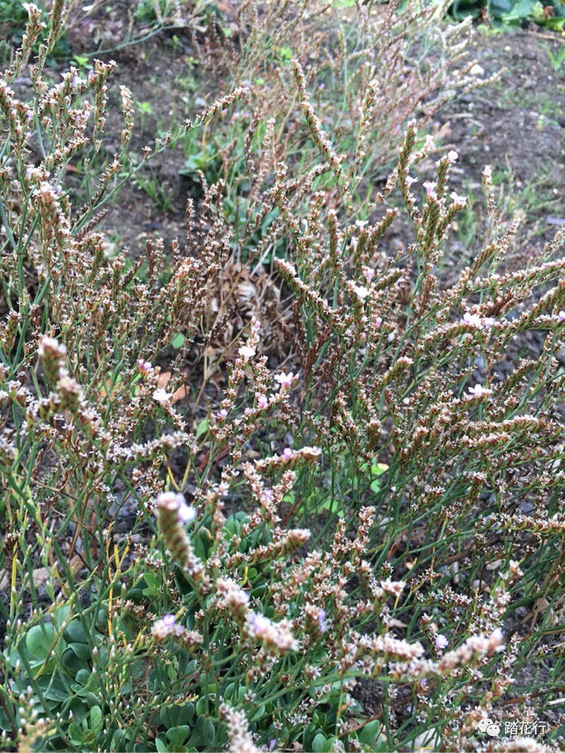 cfh上分类是藜科苋科苋属苋 amaranthus