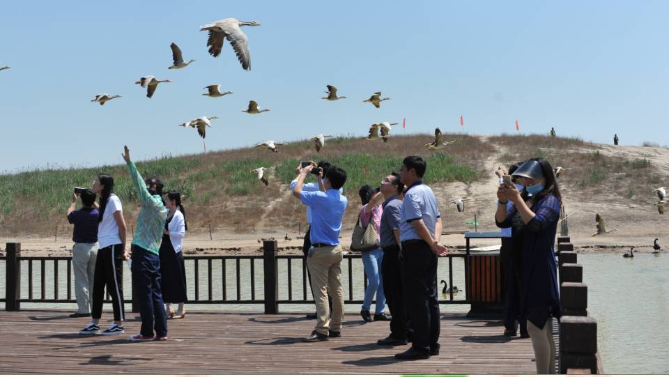 在观鸟亭码头,聚集了很多珍贵的鸟类,它们的身影为南大港湿地公园增添