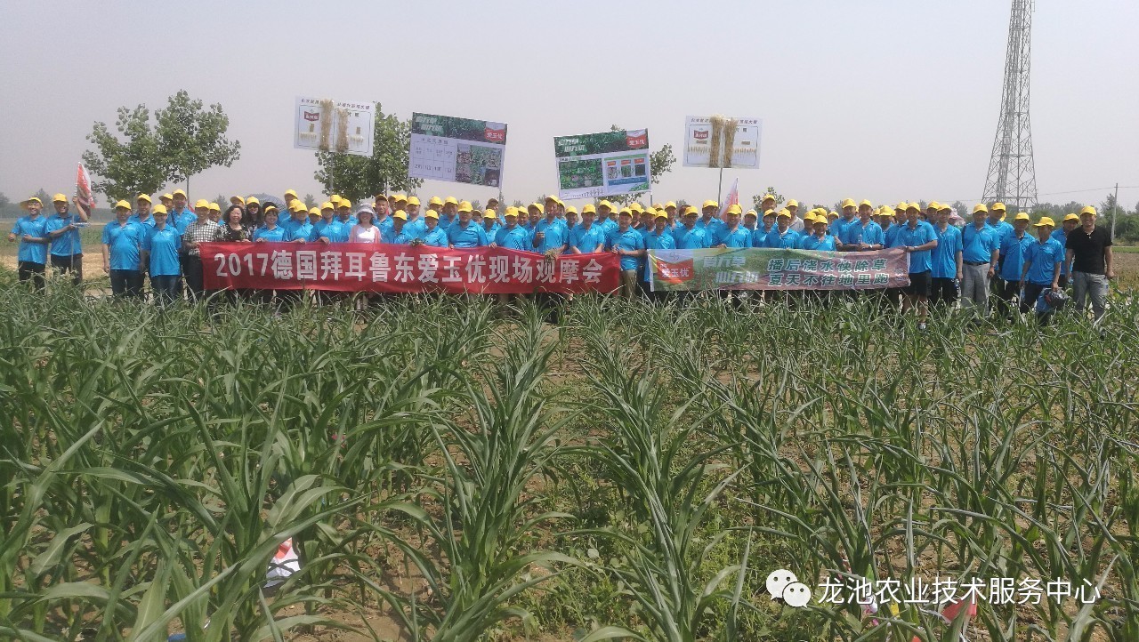 玉米田革命性除草剂----神奇的爱玉优,你用了吗?