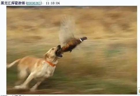 【国产猛犬巡礼】中华名猎--蒙古细犬