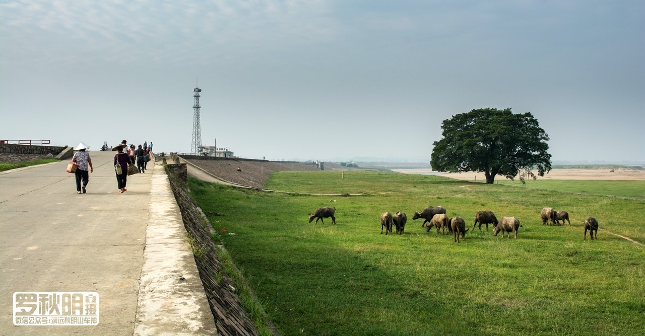 石角的北江大堤除了防洪保卫家园,也是一道写意风景